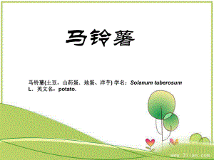 马铃薯栽培技术.ppt