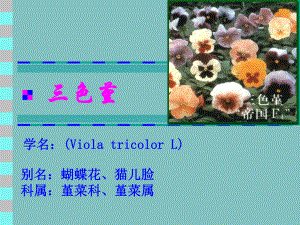 三色堇的栽培技术.ppt