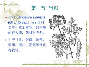 [药用植物栽培学]当归栽培技术.ppt