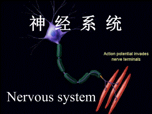神经系统医学课件.ppt