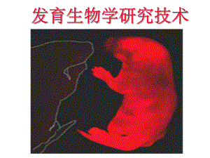 发育生物学——发育生物学研究技术.ppt