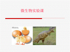 微生物实验课..ppt