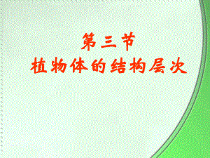 植物体的结构层次.ppt