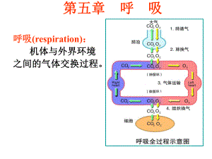 生理学课件呼吸.ppt
