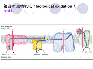 生物化学——生物氧化.ppt