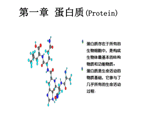 生物化学蛋白质课件.ppt