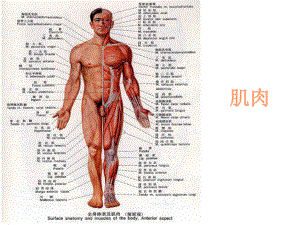 肌肉人体解剖生理学.ppt