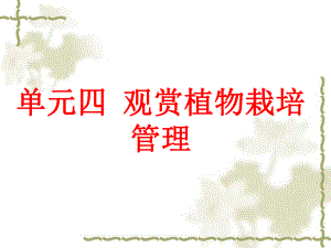 案例分析2橡皮树.ppt