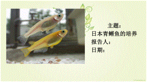 青鳉鱼培养实验室.ppt