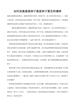 如何采集桑葚种子桑葚种子要怎样播种.docx