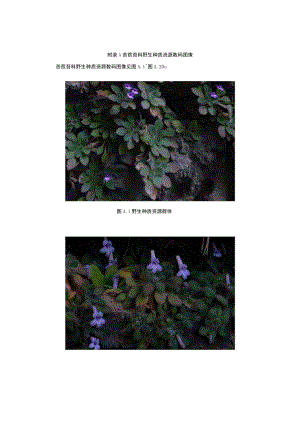 苦苣苔科野生种质资源数码图像.docx