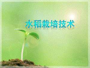 水稻栽培技术.pptx