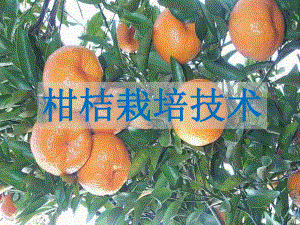 柑桔栽培技术.pptx