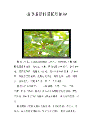 橄榄 橄榄科橄榄属植物.docx