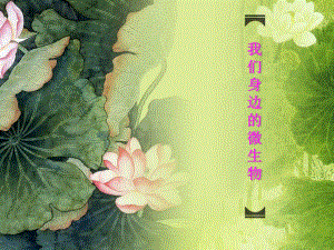 身边的微生物.ppt
