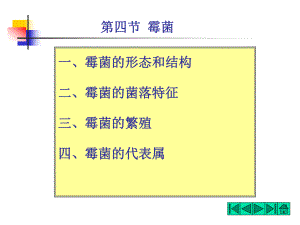 食品微生物—霉菌...ppt