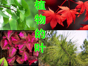 第五课植物的叶精品教育.ppt