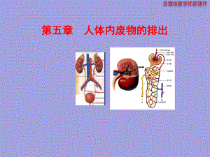 第五章人体内废物的排出精品教育.ppt