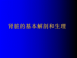 肾解剖生理本.ppt