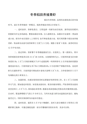 冬季稻田养殖青虾.docx