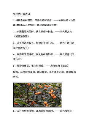 枇杷的经典诗句.docx