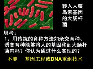 选修3专题111DNA重组技术的基本工具.ppt
