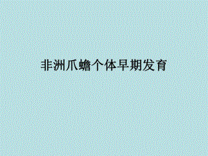 非洲爪蟾个体早期发育.ppt