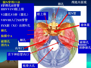颅底中英文孔口诀.ppt