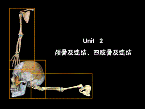 颅骨及连结四肢骨及连结.ppt