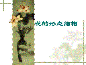 花的形态结构.ppt