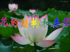 花的结构和类型1.ppt