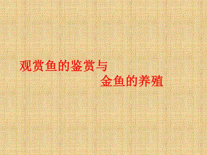 观赏鱼的养殖.ppt