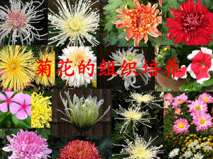 菊花的组织培养精心设计.ppt