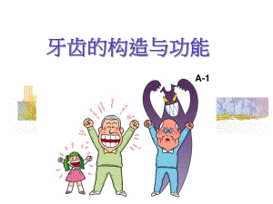 课件牙齿的构造与功能.ppt