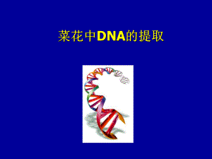 菜花DNA的提取.ppt