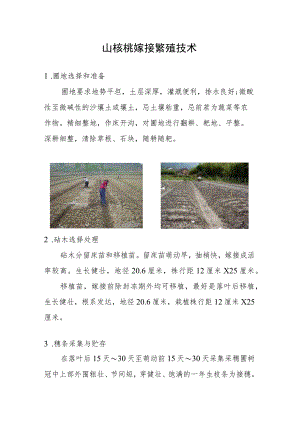 山核桃嫁接繁殖技术.docx