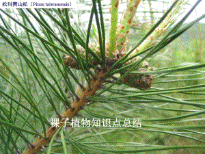 裸子植物总结.ppt