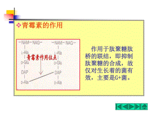 青霉素的作用.ppt