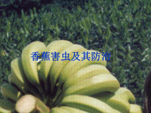 香蕉害虫及其防治.ppt