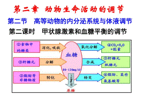 高等动物的内分泌系统与体液调节第二课时ppt课件.ppt