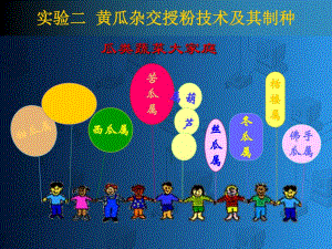 黄瓜杂交育种的程序和方法.ppt