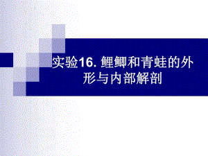 鲤鲫和青蛙的外形与内部解剖.ppt