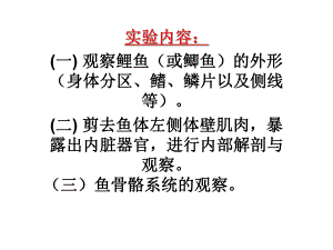 鲤鱼的观察内容.ppt