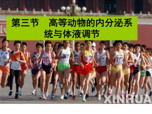 高等动物的内分泌系统与体液调节上课用.ppt