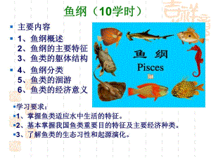 鱼纲形态特征.ppt