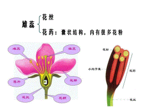 3.2月季的花药培养课件肖婷.ppt