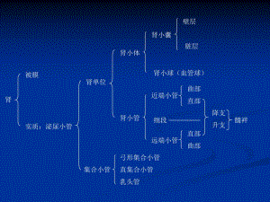 肾的组织结构.ppt