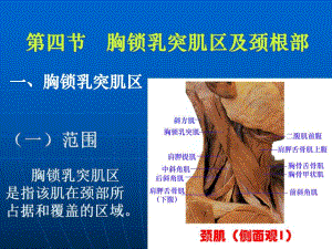 胸锁乳突肌区及颈根部.ppt