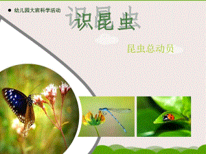 幼儿园大班科学活动——认识昆虫.ppt