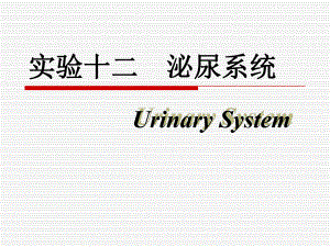 组织胚胎学泌尿系统.ppt